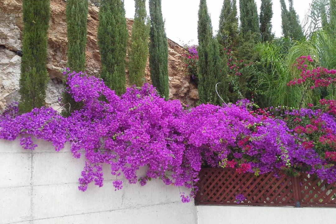 Photo of Others in Peyia Town