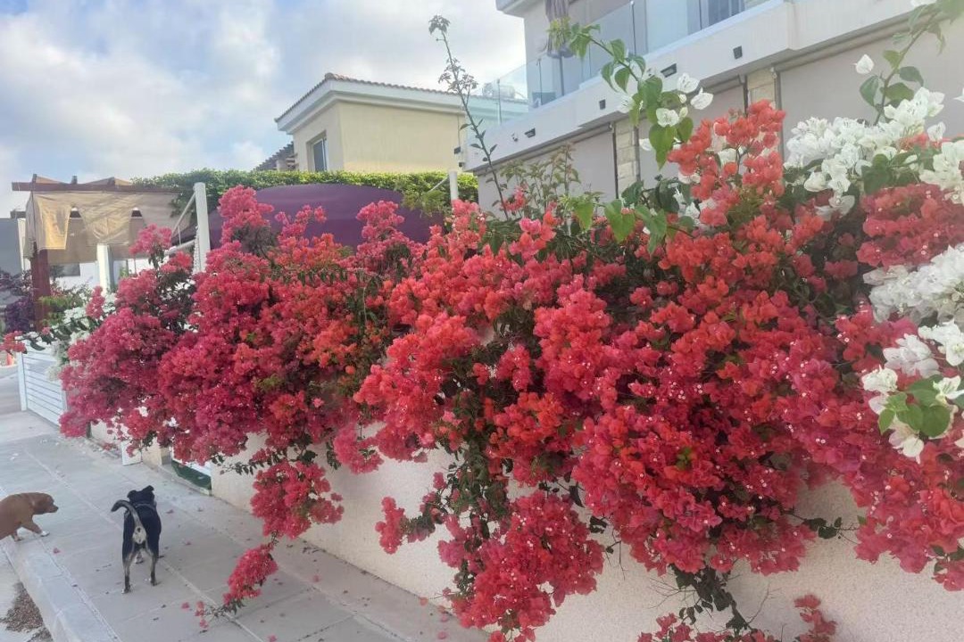 Photo of Others in Chlorakas