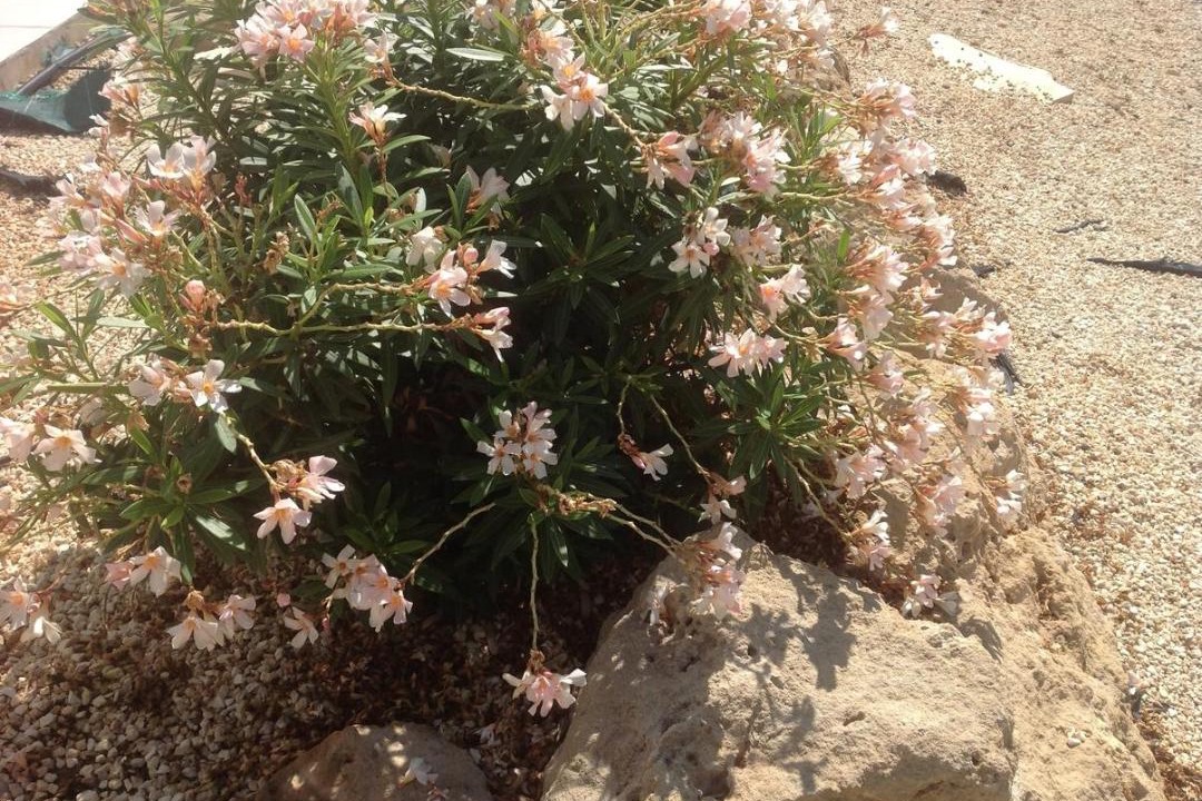 Photo of Outdoor in Chlorakas