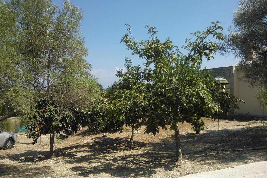 Photo of Others in Pano Akourdalia