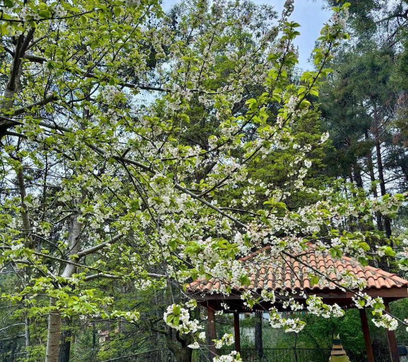 Photo of Others in Platres