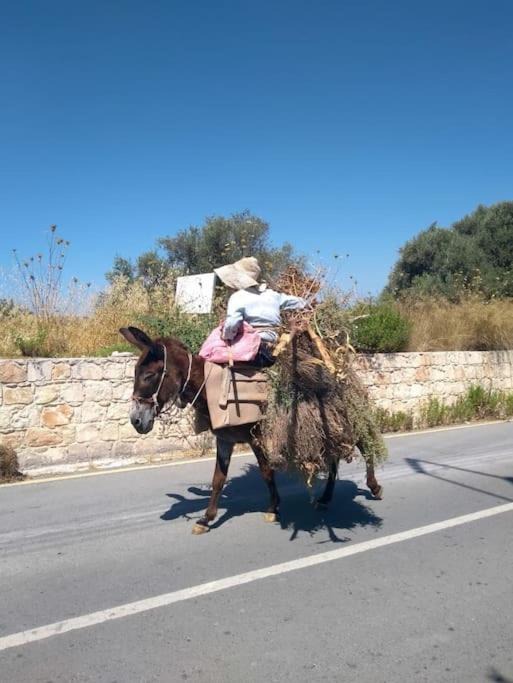 Photo of Others in Thrinia