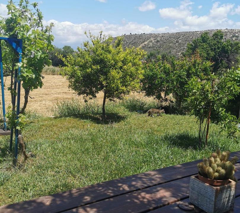 Photo of Others in Pissouri