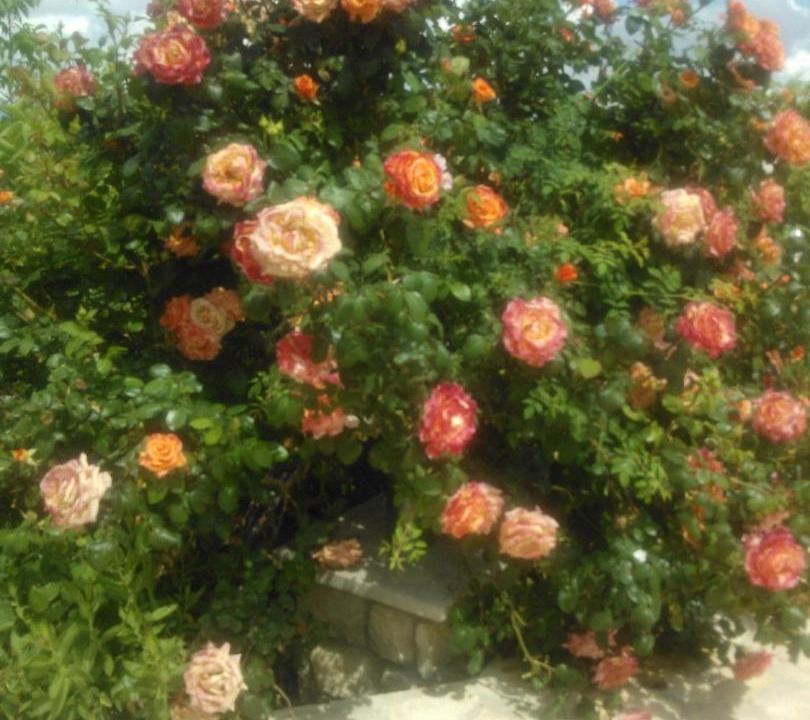 Photo of Others in Pano Akourdalia