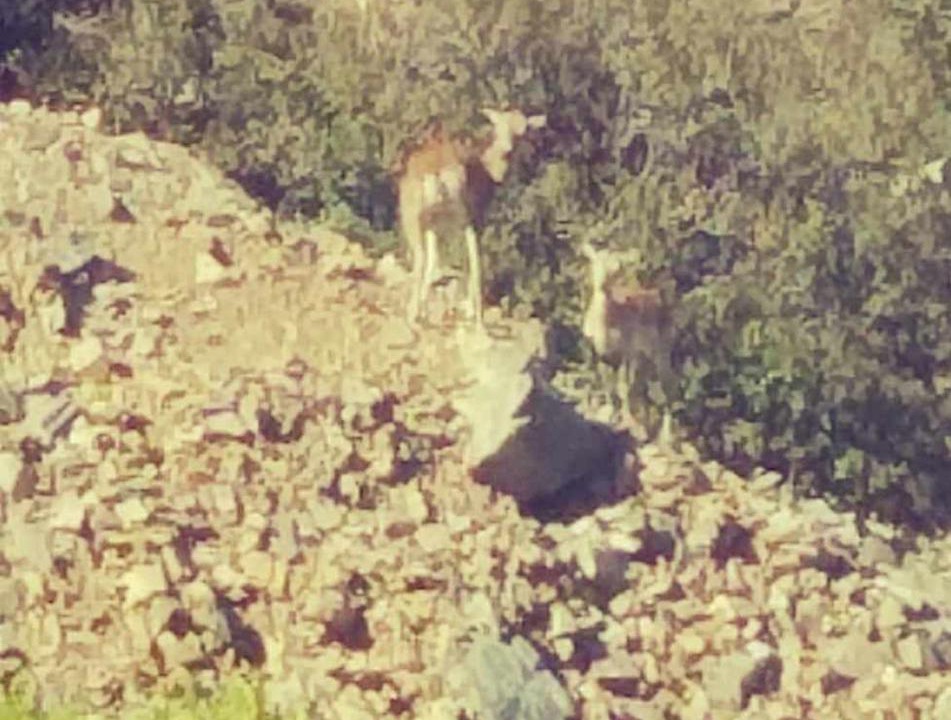 Photo of Others in Pedhoulas