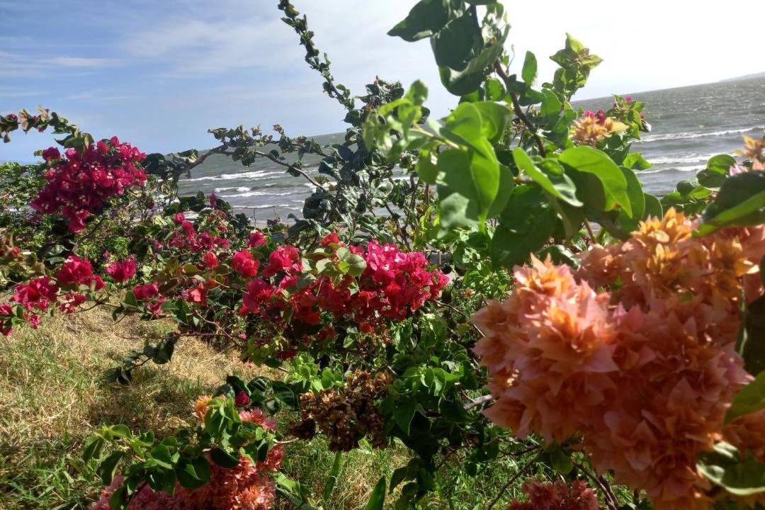 Photo of Outdoor in Rivas