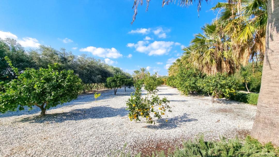 Photo of Outdoor in Pegeia