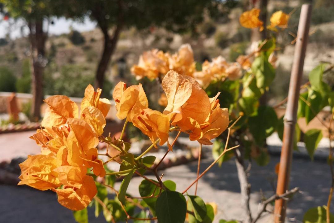 Photo of Others in Agios Therapon