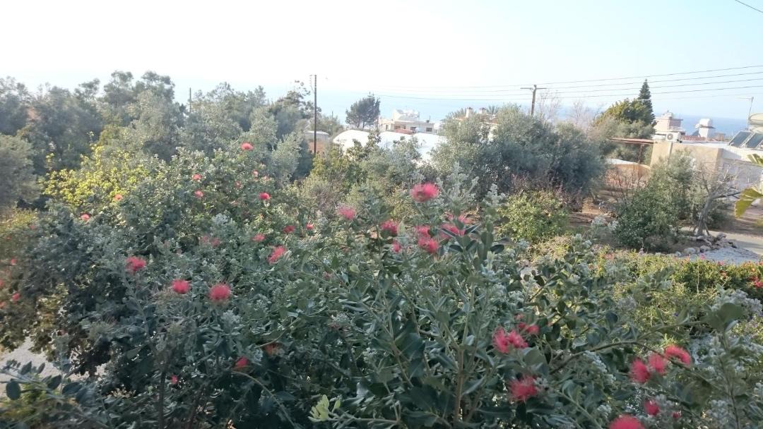 Photo of Others in Pomos