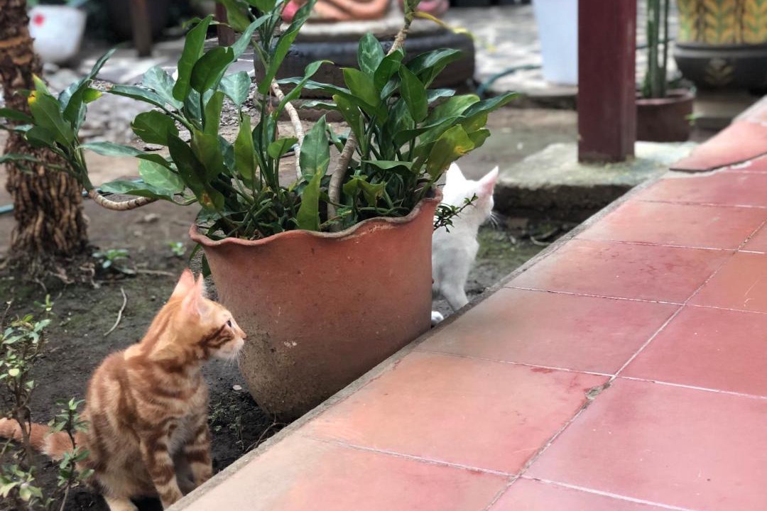 Photo of Others in Leon