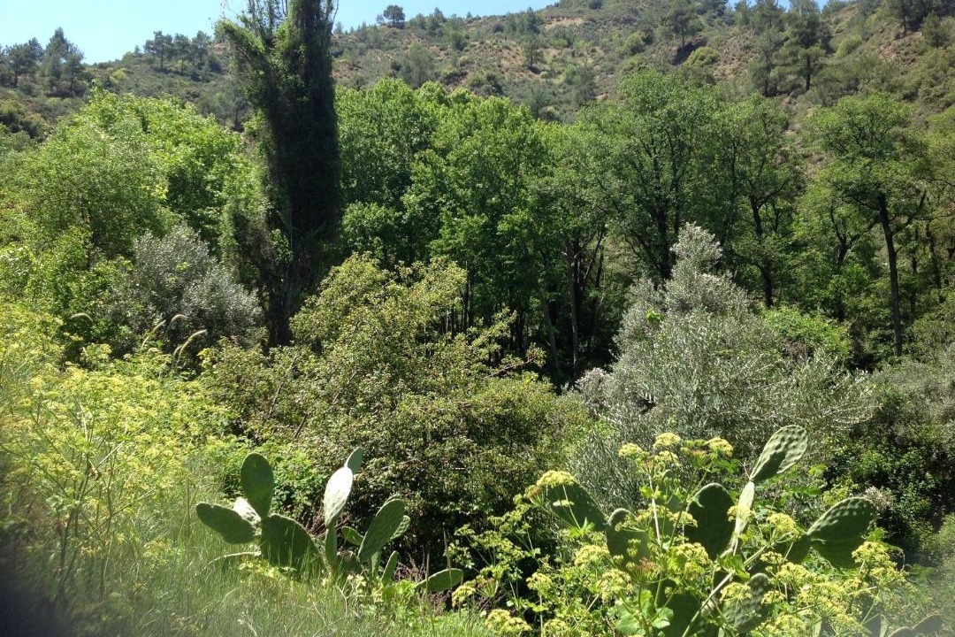 Photo of Others in Vasa Koilaniou