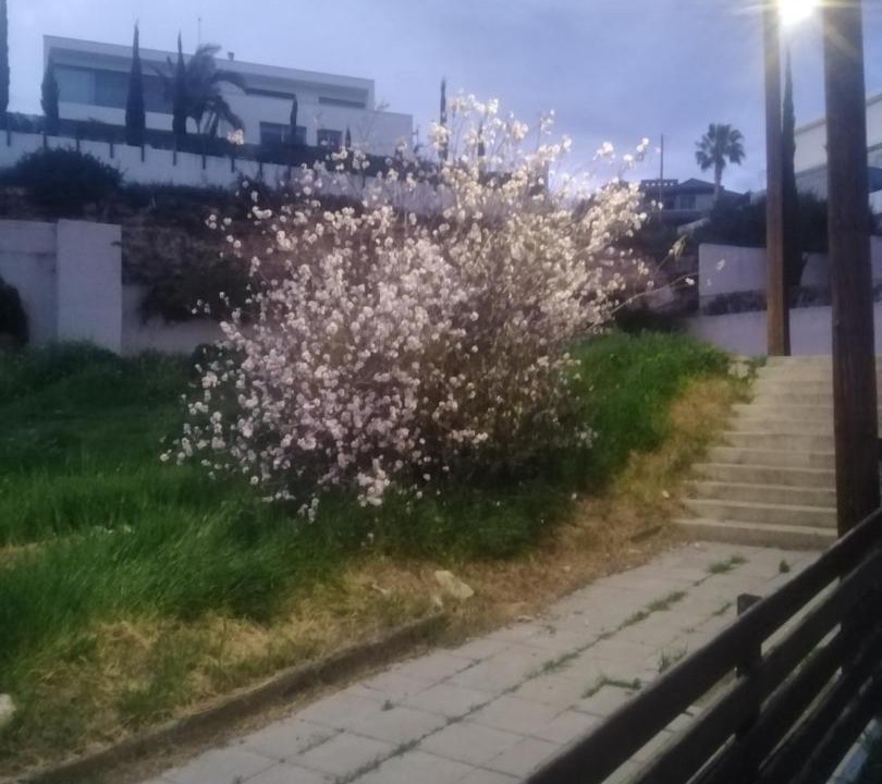 Photo of Outdoor in Germasogeia
