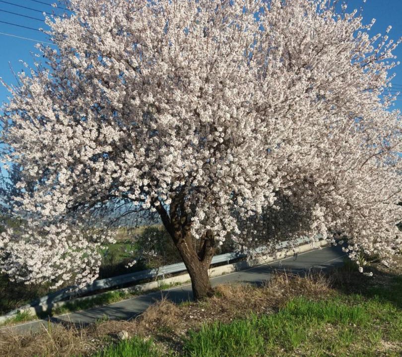 Photo of Outdoor in Pano Akourdalia