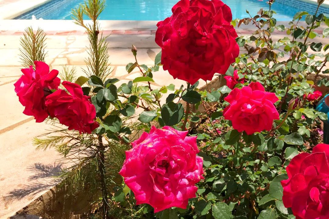 Photo of Outdoor in Pissouri