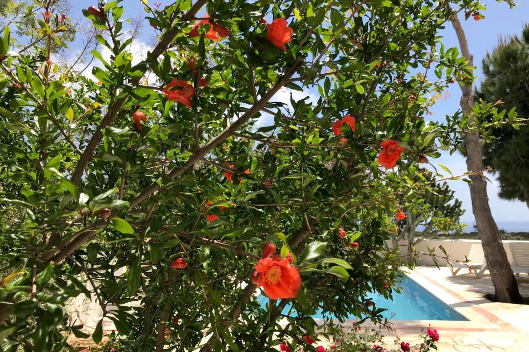 Photo of Outdoor in Pissouri