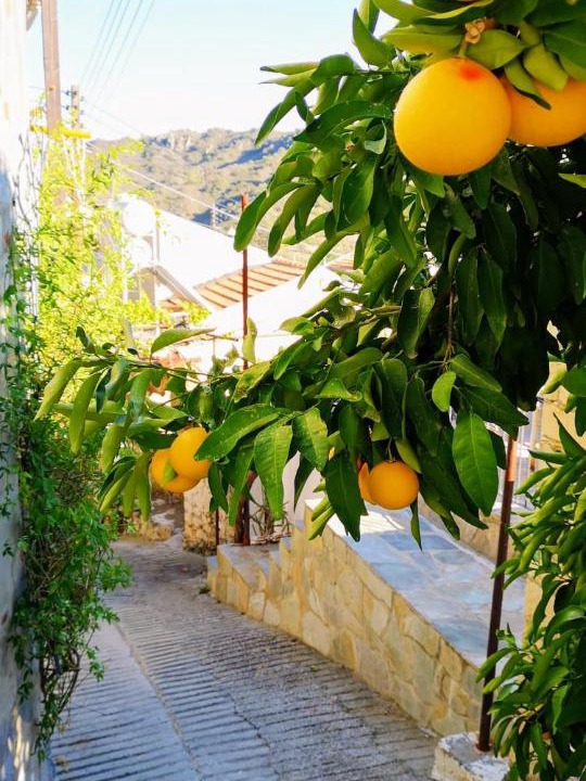 Photo of Others in Kalo Chorio