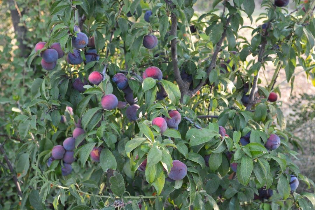 Photo of Others in Simou