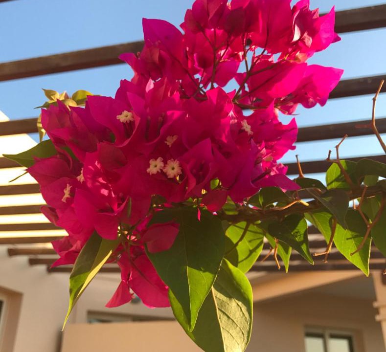 Photo of Patio Balcony in Mandria