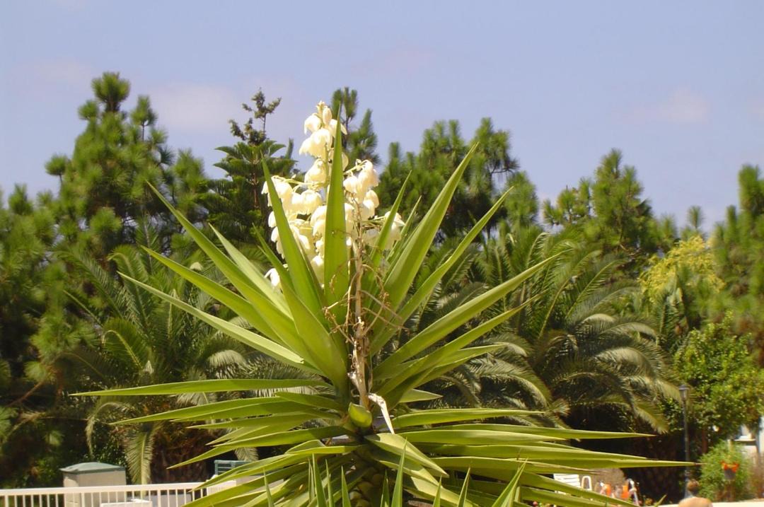 Photo of Outdoor in Chlorakas