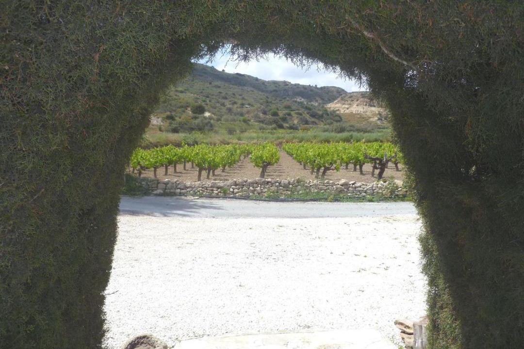 Photo of Others in Pissouri