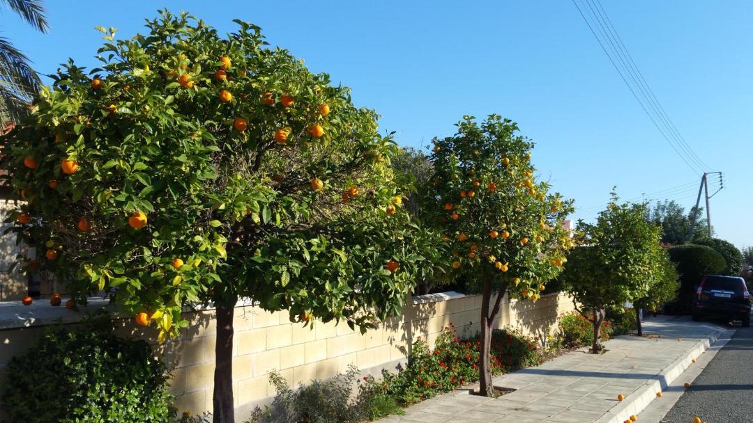 Photo of Others in Pissouri