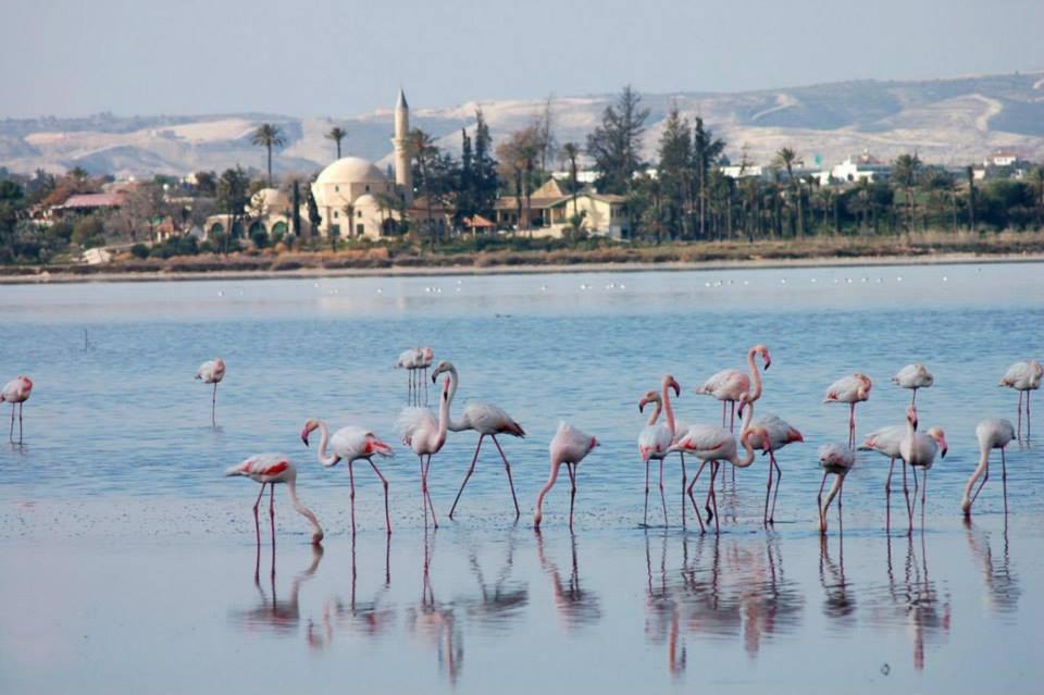 Photo of Others in Larnaca District