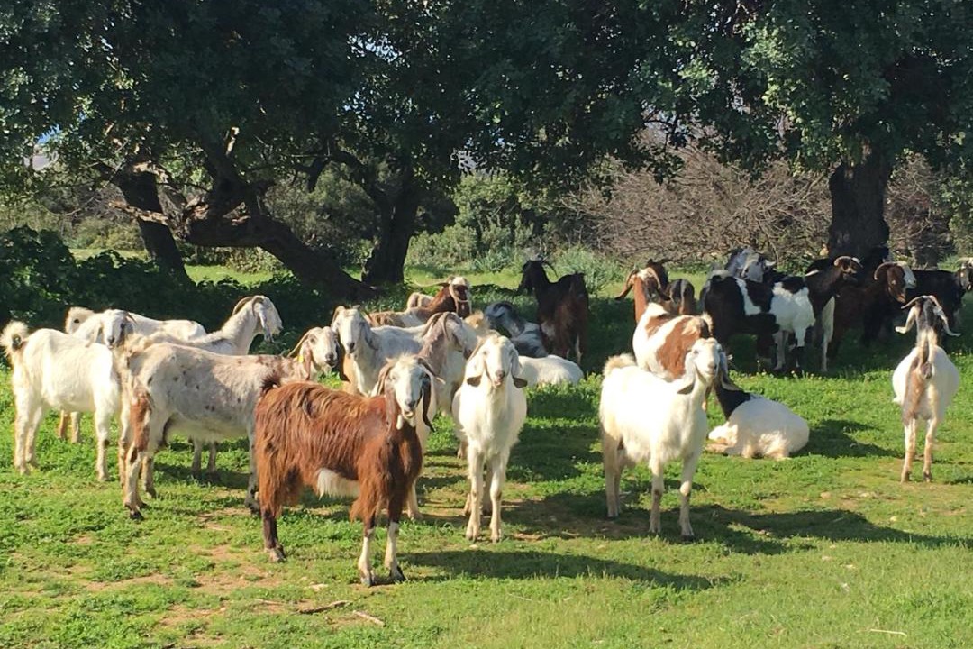 Photo of Others in Souni-Zanakia