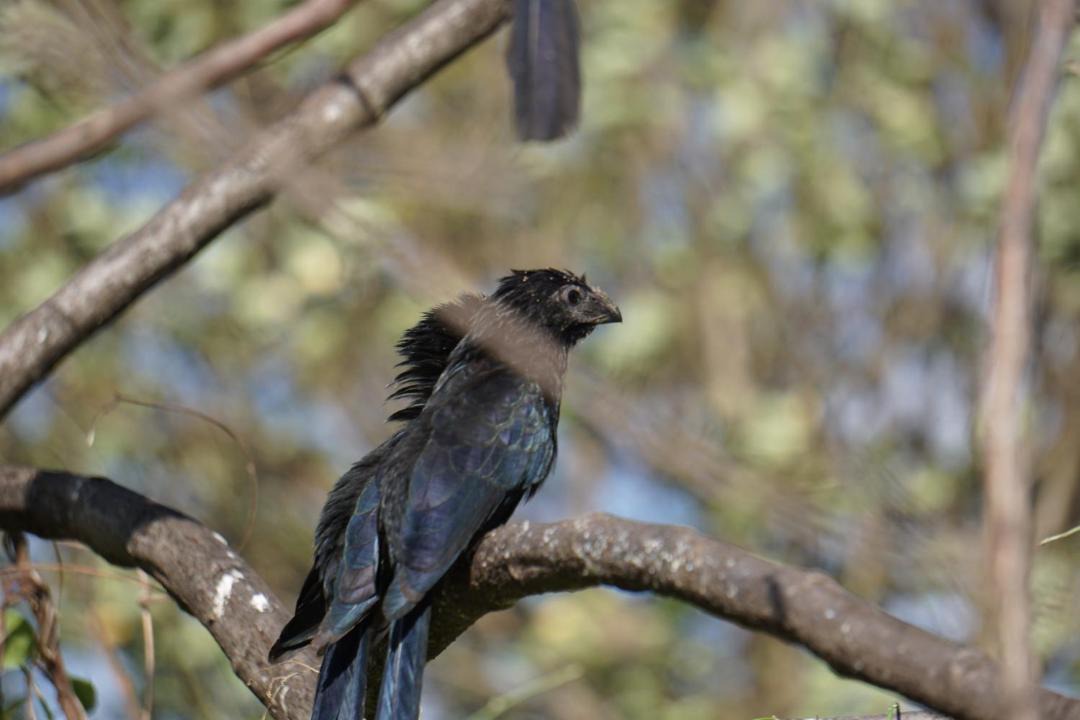 Photo of Others in Merida