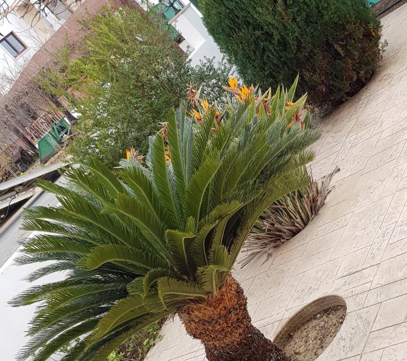 Photo of Others in Ayia Marina Chrysochous