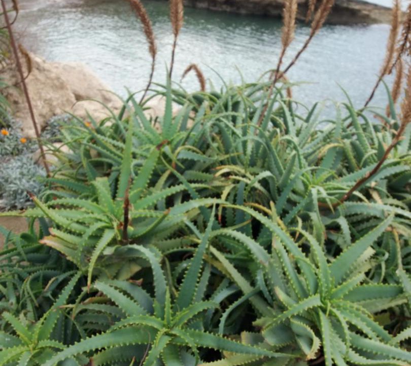 Photo of Others in Chlorakas