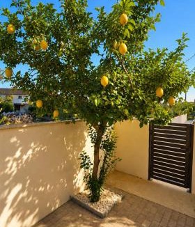 Skarinou Villa | Olive Garden's Paradise Villa